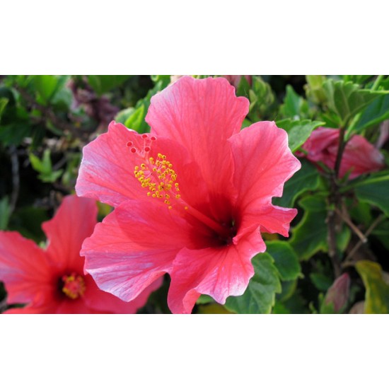 Hibiscus bio (fleurs)
