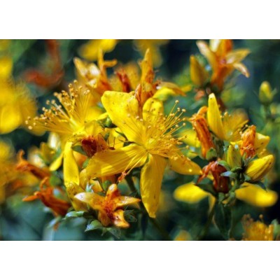 Millepertuis bio (sommités fleuries)