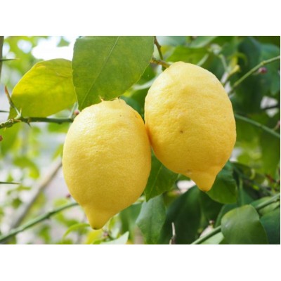 Citron bio (écorce)