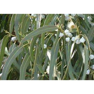 Eucalyptus bio (feuilles)