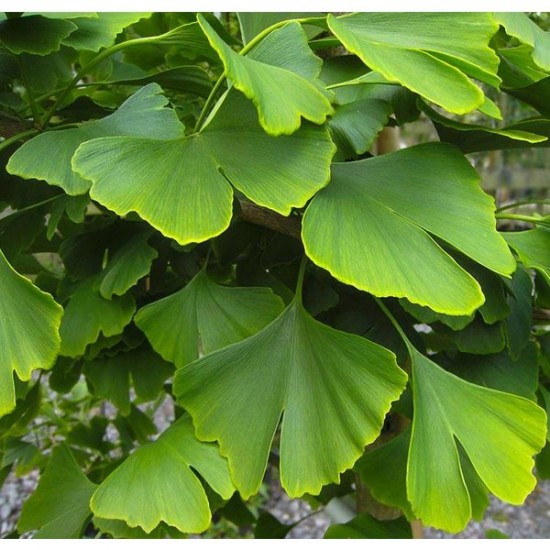 Ginkgo biloba bio (feuilles)